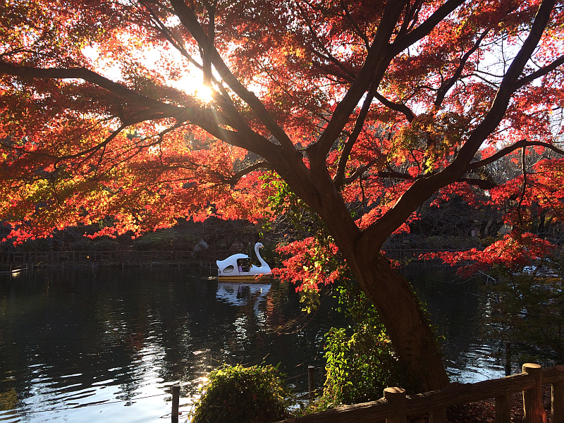 井の頭公園で秋の紅葉散策を楽しんできました 吉祥寺ブログ きちログ