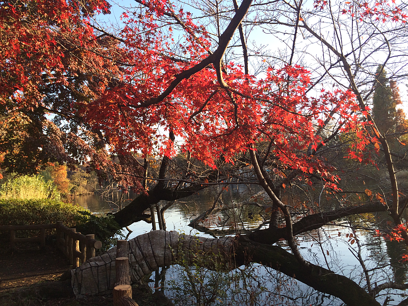 井の頭公園で秋の紅葉散策を楽しんできました 吉祥寺ブログ きちログ